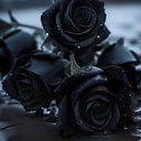 lynn_a_