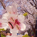 chairoikogumachan